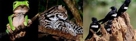 parque nacional yasuní