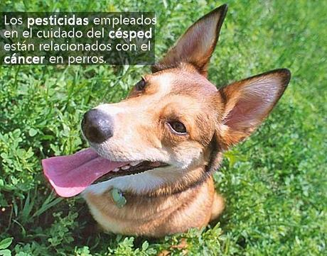 ¿Cómo de tóxicos son los pesticidas?