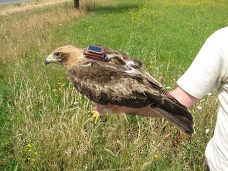 SEO Birdlife estudia las costumbres del Aguila Calzada