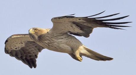 Viaje hacia el calor con el Águila Calzada