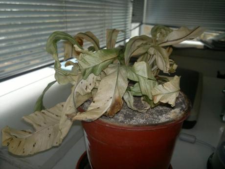 ¿Qué mascota deberías adoptar?