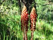 Siete picos, muchas veces