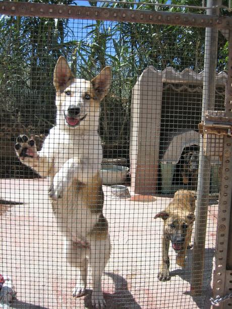 Mitos sobre las “perreras”