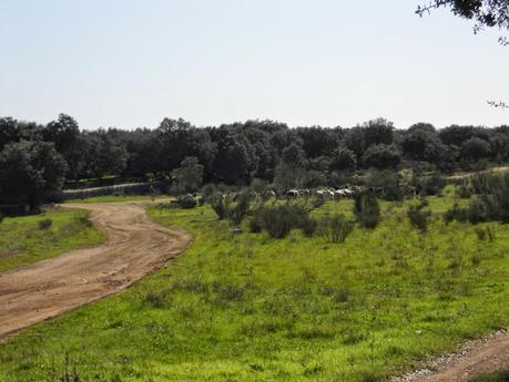 Vía Pecuaria entre Barcarrota y Táliga