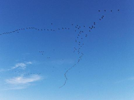 Migrando sobre Mérida