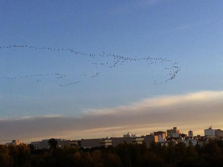 Migrando sobre Mérida