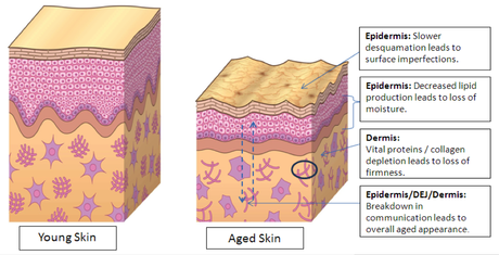 Super Multi-corrective, varios frentes contra el envejecimiento.