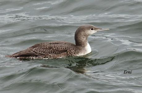 PRIMER COLIMBO EN LA MARISMA