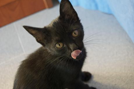 15096400535_5a6d6eb2cc_o