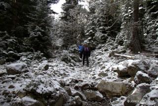 CAMINANDO ENTRE ABETOS HACIA EL GLACIAR CHALATI, MESTÍA