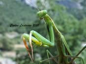 Mantis tierra mar...