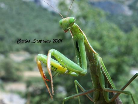 Mantis en la tierra y en el mar...