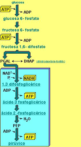 Glucólisis