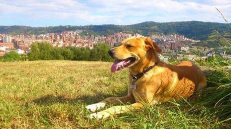 Consejos caninos 'Nov 2014'