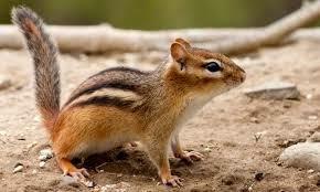 Recursos: Actividades psicomotrices de otoño para Educación Infantil y Primaria