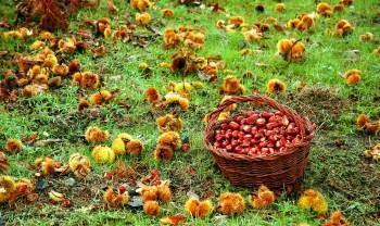 Recursos: Actividades psicomotrices de otoño para Educación Infantil y Primaria