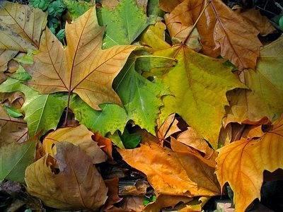 Recursos: Actividades psicomotrices de otoño para Educación Infantil y Primaria