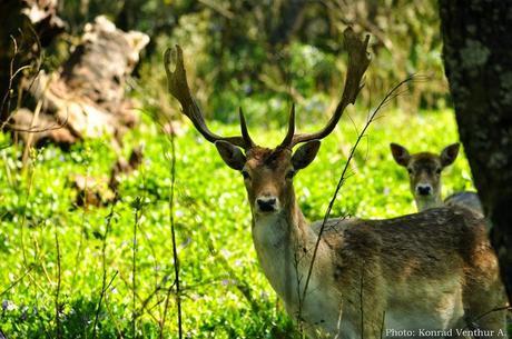 Recursos: Actividades psicomotrices de otoño para Educación Infantil y Primaria