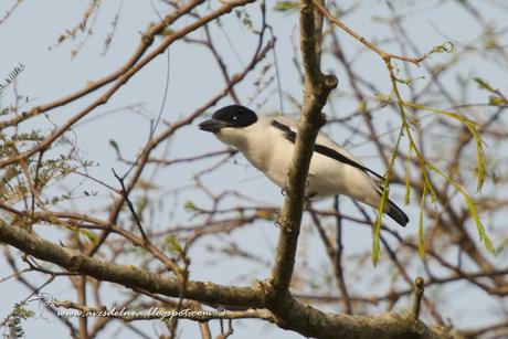 Tueré chico (Black-crowned Tityra) Tityra inquisitor ♂