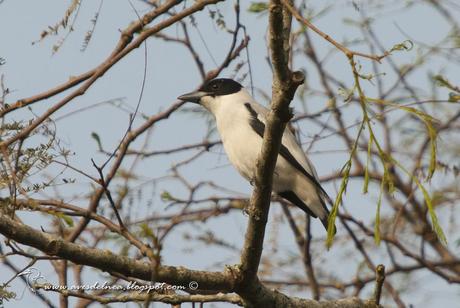 Tueré chico (Black-crowned Tityra) Tityra inquisitor ♂