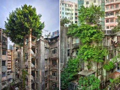 La Naturaleza ocupa lugares abandonados