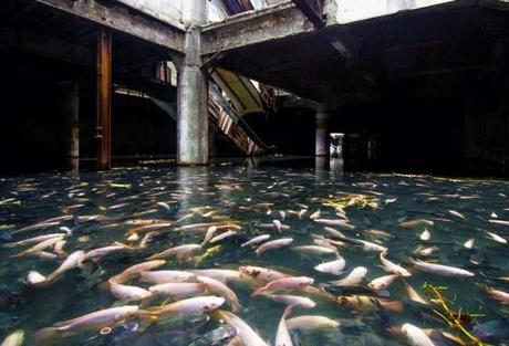 La Naturaleza ocupa lugares abandonados