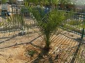 Matusalén, palmera vino directa pasado