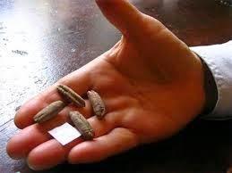 Fuente: http://media4.s-nbcnews.com/j/msnbc/Components/Photo_StoryLevel/080612/080612-seeds-02%5B1%5D.grid-6x2.jpg Matusalén, la palmera que vino directa del pasado