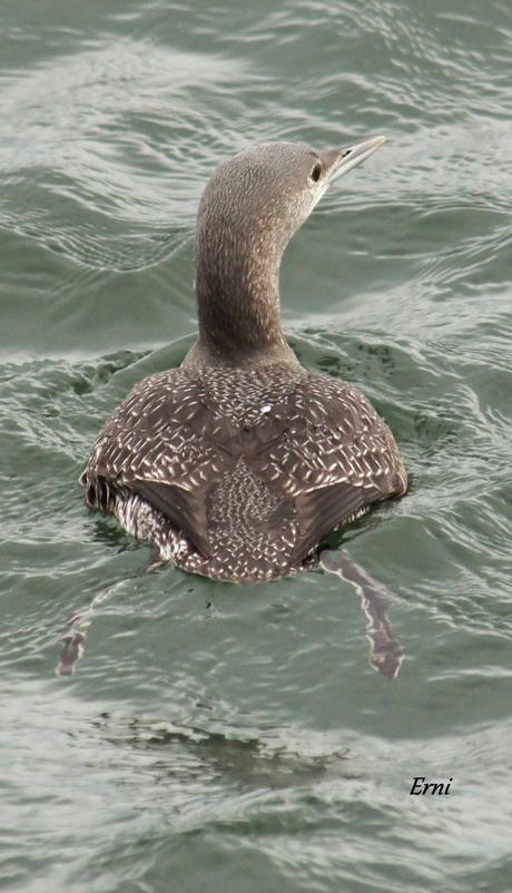 COLIMBO CHICO... O NO?