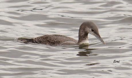 COLIMBO CHICO... O NO?