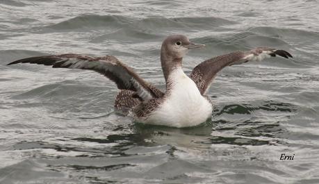 COLIMBO CHICO... O NO?