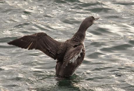 COLIMBO CHICO... O NO?