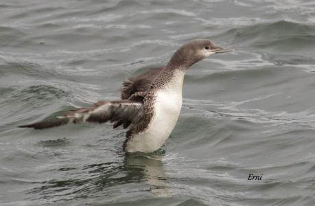 COLIMBO CHICO... O NO?