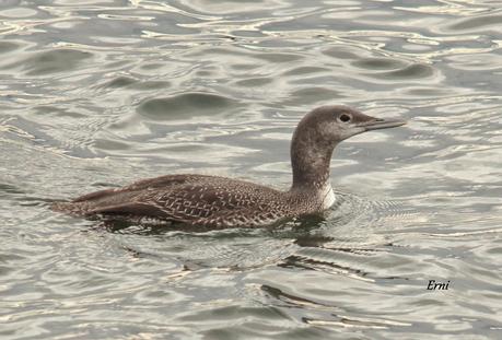 COLIMBO CHICO... O NO?