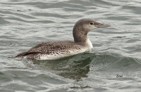 COLIMBO CHICO... O NO?