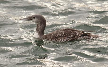 COLIMBO CHICO... O NO?