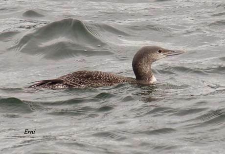 COLIMBO CHICO... O NO?