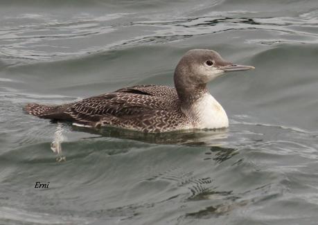 COLIMBO CHICO... O NO?