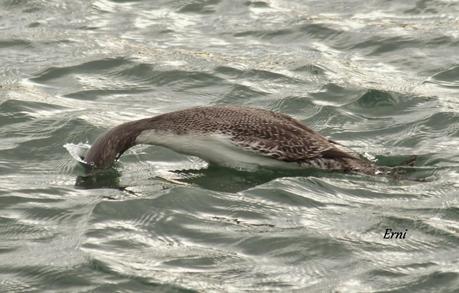 COLIMBO CHICO... O NO?
