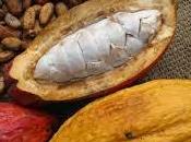 Cacao ecuatoriano, orgullo nacional