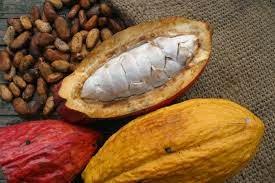 Cacao ecuatoriano, un orgullo nacional