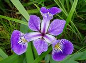 Bulbos otoño: iris