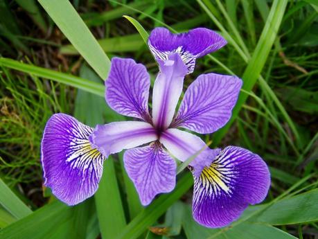 Bulbos de otoño: el iris