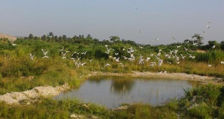 tren-habana-guanajay (13)