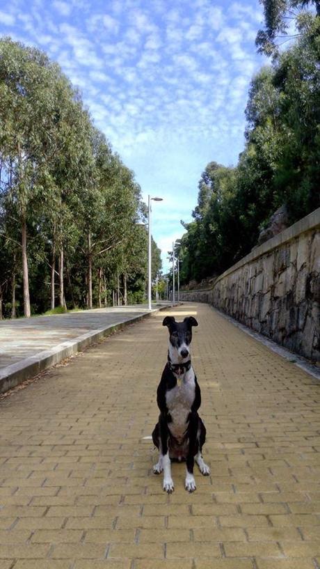 Séptimo cumpleaños Séptimo cumpleaños