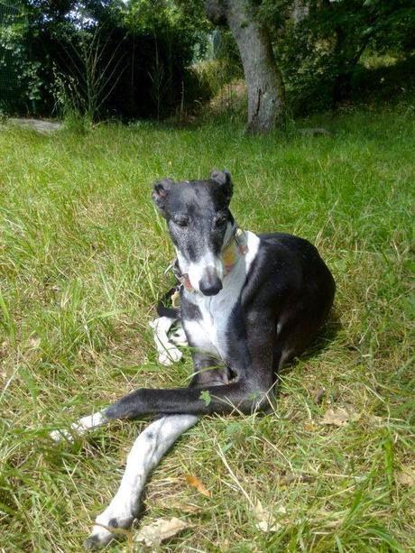 Séptimo cumpleaños Séptimo cumpleaños