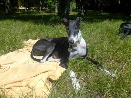 Séptimo cumpleaños Séptimo cumpleaños