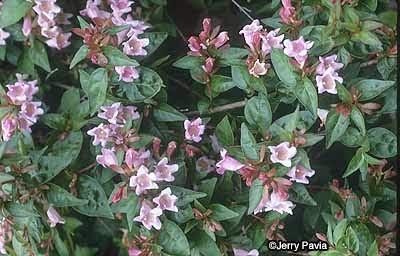 Abelia