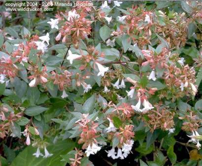 Abelia