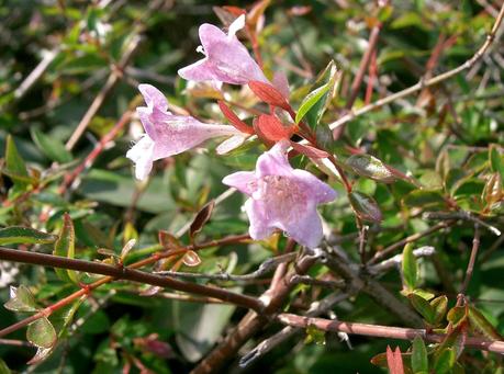 Abelia